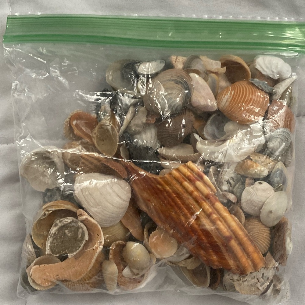 Beach shells!